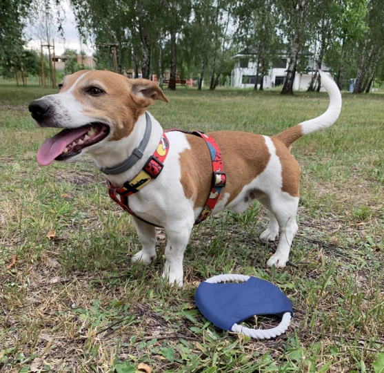Frisbee dla psa RINGO (GA-20059-03)