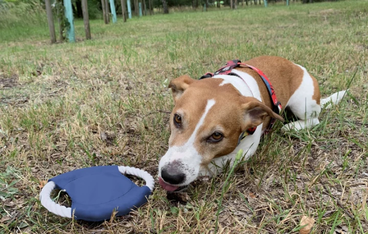 Frisbee dla psa RINGO (GA-20059-03)