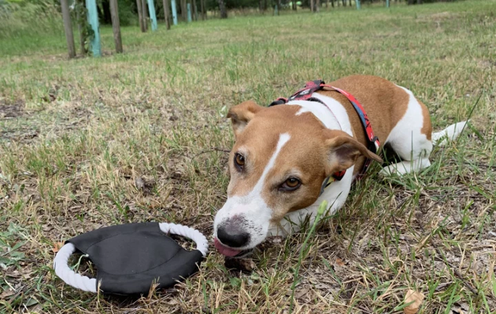 Frisbee dla psa RINGO (GA-20059-02)