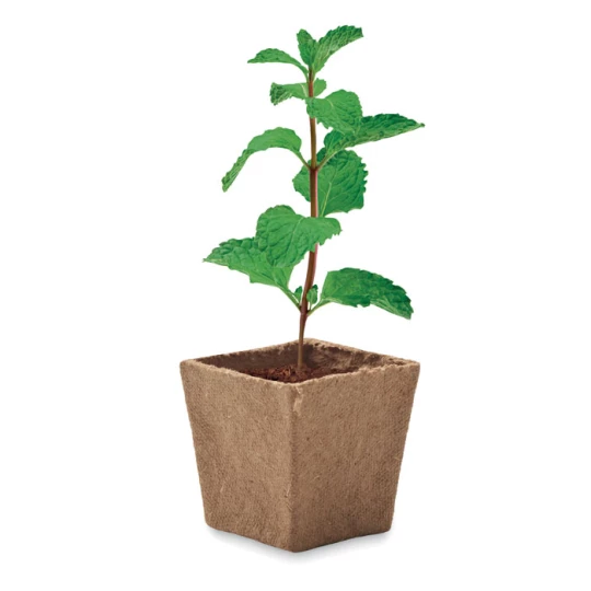 Zestaw do uprawy mięty - MINT KIT (MO2410-13)
