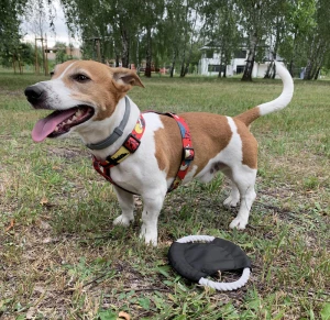Frisbee dla psa RINGO (GA-20059-02)