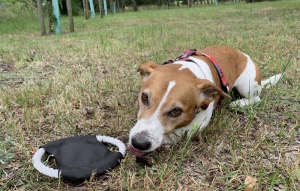 Frisbee dla psa RINGO (GA-20059-02)