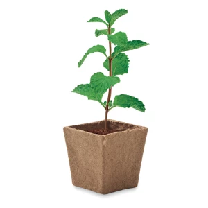 Zestaw do uprawy mięty - MINT KIT (MO2410-13)