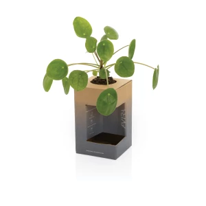 Kubek termiczny 300 ml Avira Alya (P438.029)